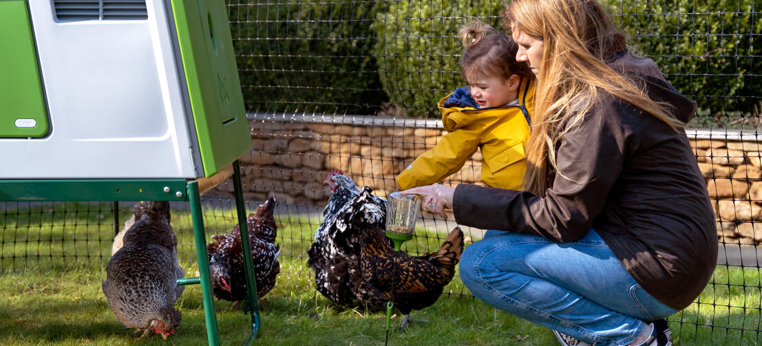 George Eliot binnenplaats Tapijt Omlet afrastering voor kippen | Pluimveenetten voor kippen | Omlet