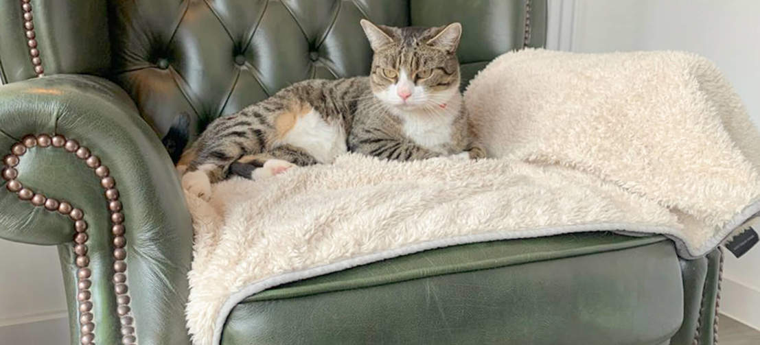 Katten zullen het heerlijk vinden om te ontspannen op dit luxe, superzachte deken tijdens een lang middagdutje