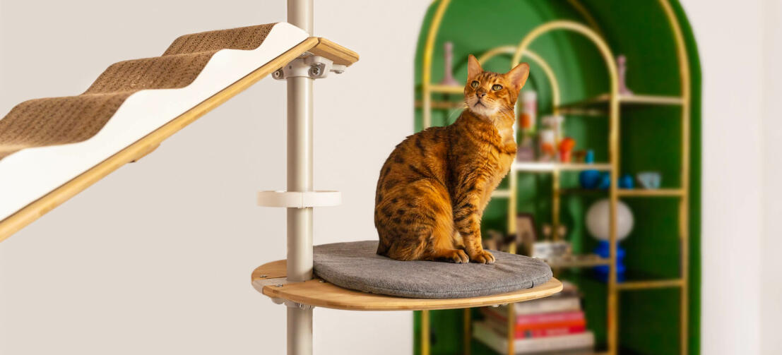 Kat op Freestyle vloer tot plafond kattenboom kussen platform