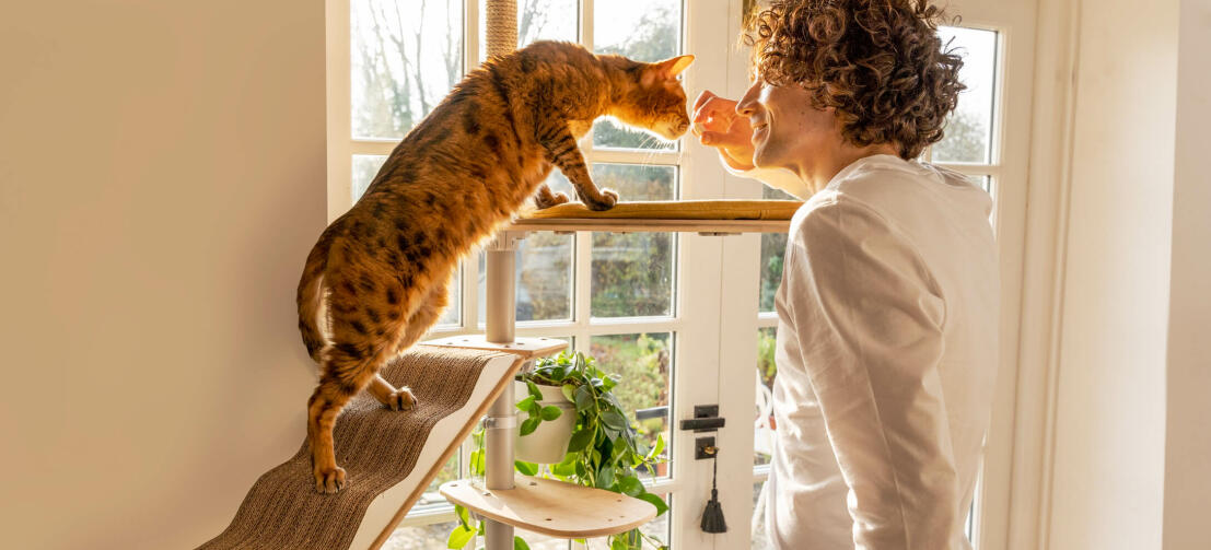 Kat op Freestyle hoge kattentoren snuivende man