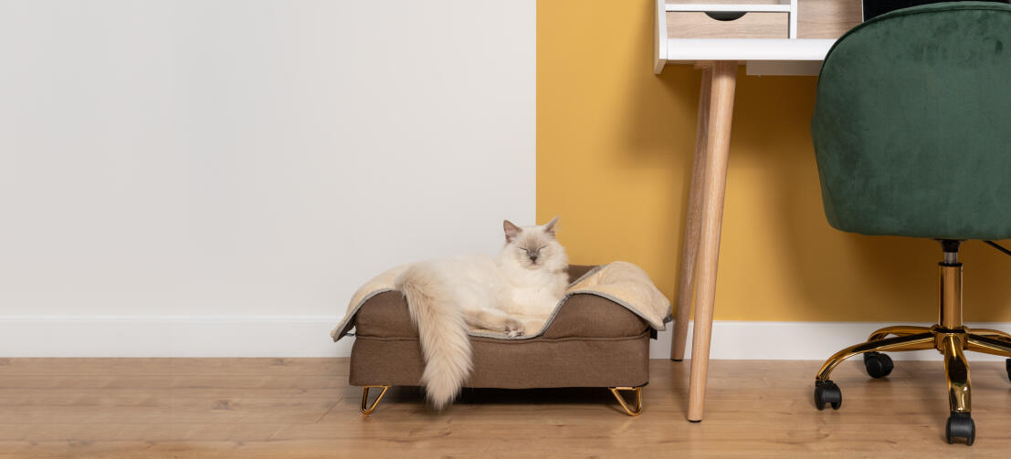 Schattige witte pluizige kat zittend op mokka bruin traagschuim kattenbolster bed met koperen dop voetjes