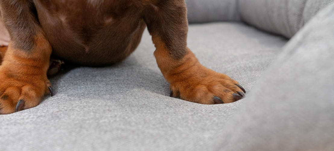Het traagschuim matras vormt zich naar het lichaam van uw hond, om een heerlijke slaap te garanderen