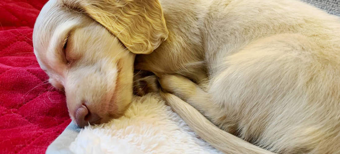 Hond ligt op rode Omlet Lux ury zachte hondendeken