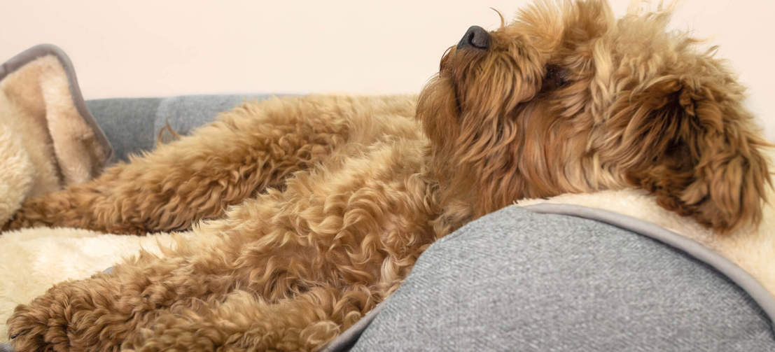 Upgrade de mand van uw hond met dit warme, superzachte deken