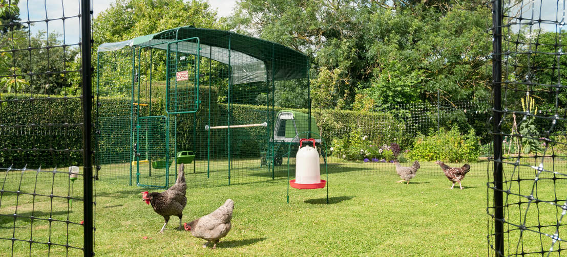 Gebruik Omlets afrastering voor kippen om uw kippen buiten hun inloopren te laten rondscharrelen