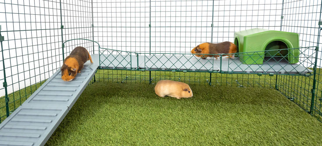 Zippi vides bieden uw cavia’s nieuwe manieren om te bewegen, spelen en ontdekken