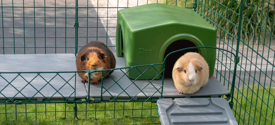 Cavia’s vinden het geweldig om uit te kijken vanaf de verhoging die de Zippi vides bieden