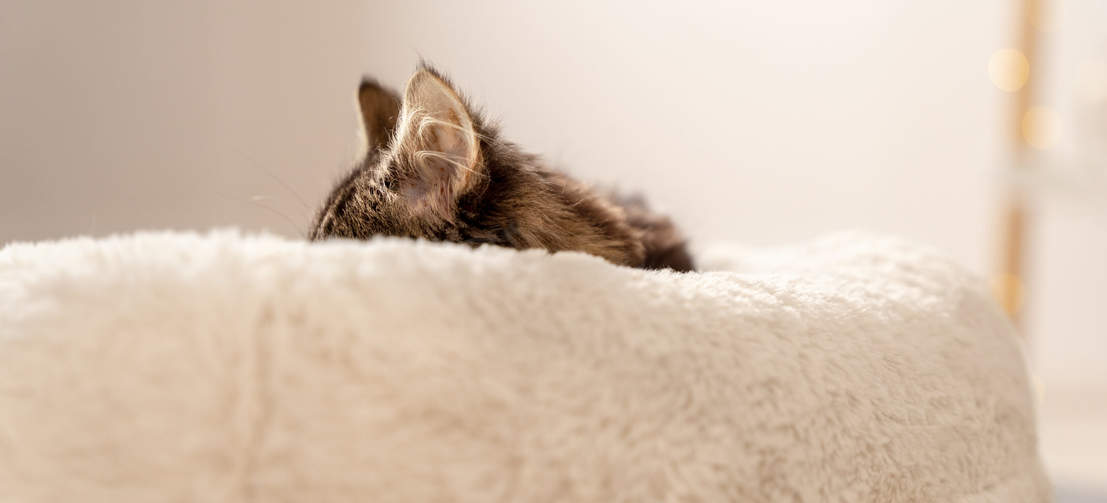 Katten en kittens brengen tot wel 80% van hun dag slapend door, dus geef ze een fijne plek om te relaxen, zoals de Maya Donut kattenmand