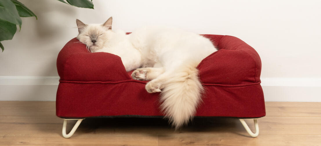 Schattige witte pluizige kat zittend op merlot rood traagschuim kat bolster bed met witte haarspeld voeten