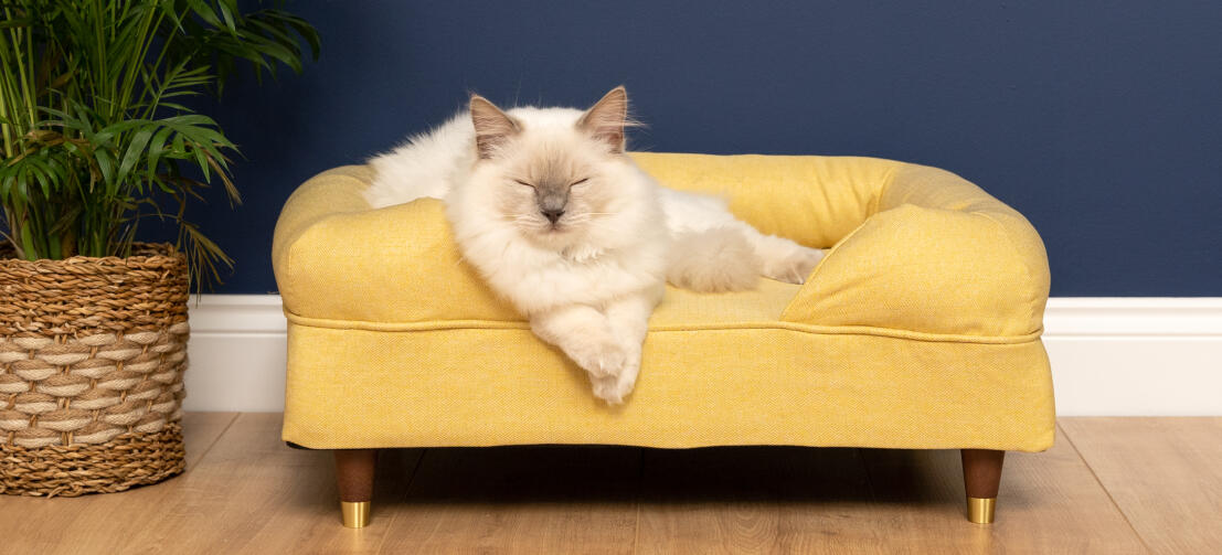 Schattige witte pluizige kat zittend op mellow gele traagschuim kat bolster bed met koperen dop voeten