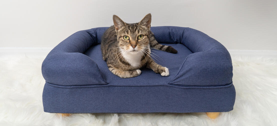 Schattige kat zittend op middernacht blauw traagschuim kat bolster bed met ronde houten pootjes