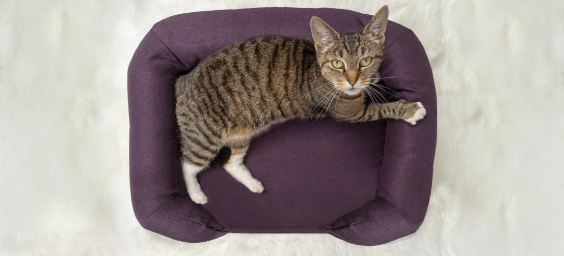 Bovenaanzicht foto van kat zittend op pruim-paars kat traagschuim bolster bed