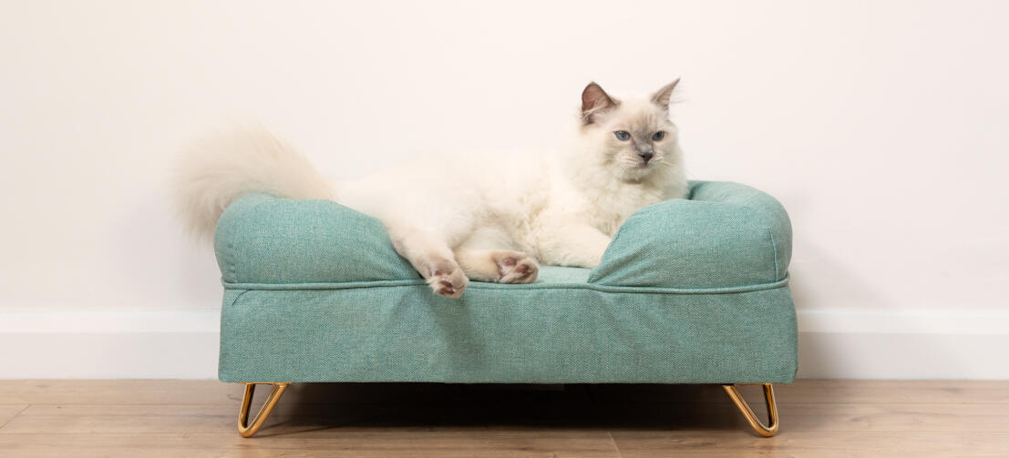Schattige pluizige witte kat zittend op groenblauw traagschuim kattenbolster bed met Gold haarspeld pootjes