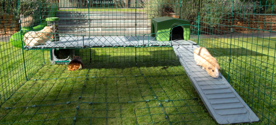 Vergroot de bruikbare ruimte in uw gesloten Zippi ren met interessante nieuwe verdiepingen die uw dieren kunnen verkennen