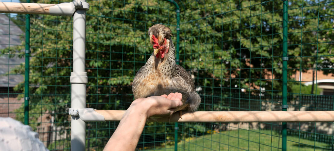Kip neerstrijkt op Poletree kip entertainmentsysteem terwijl persoon hand uitsteekt