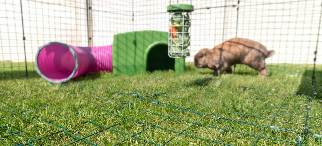 Kies voor een Zippi ren met gesloten overdekking en vloerraster zodat uw dieren de hele dag veilig in hun ren kunnen spelen