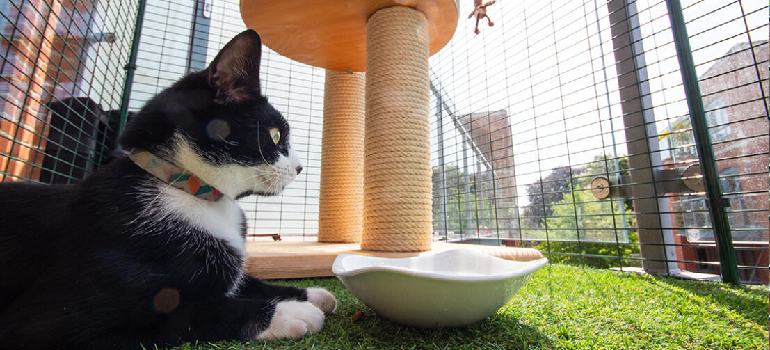 U kunt uw balkon kattenren inrichten met krabpalen en speeltjes om de nieuwe ruimte voor uw kat nog interessanter te maken