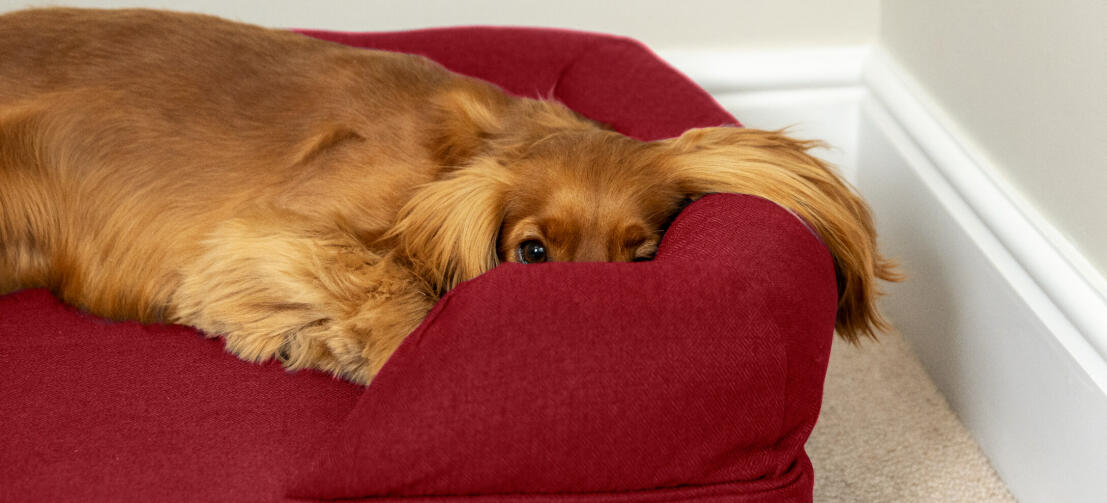 Spaniël op rood bolster hondenbed