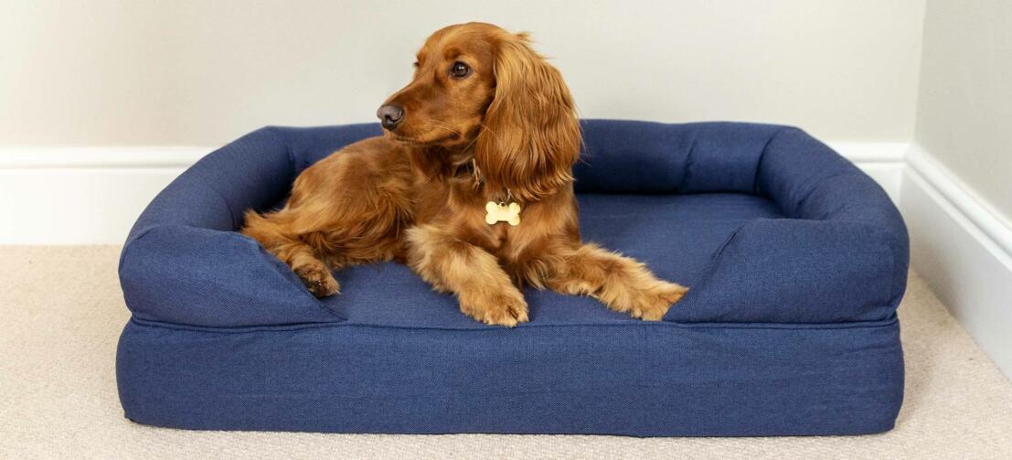 Chestnut cocker spaniel op een donkerblauwe hondenmand