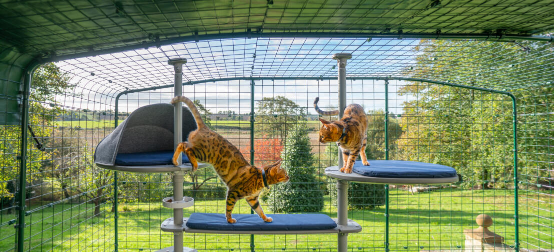 Katten klimmen in de Freestyle buitenkattenboom in een catio in de tuin