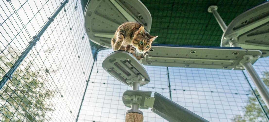 Kat klimt naar beneden Freestyle kattenboom buiten in Omlet catio buiten in tuin