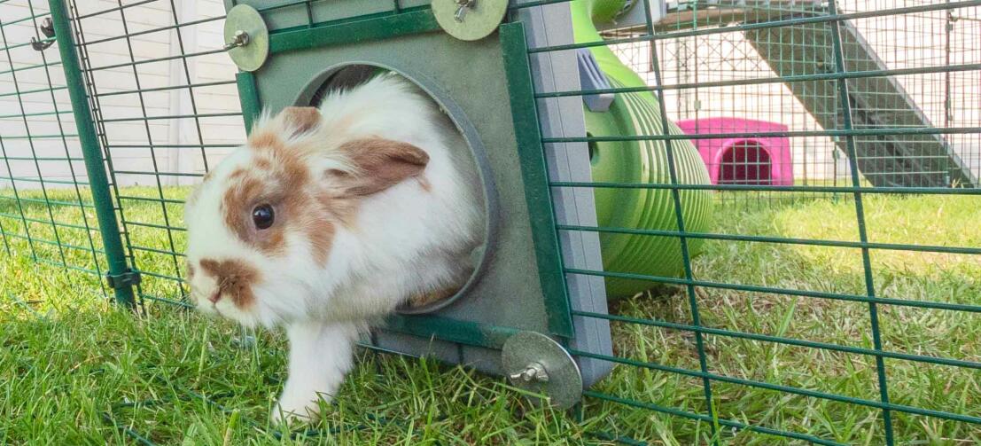 Konijn in een konijnenren buiten, verbonden met een konijnenhok met tunnel