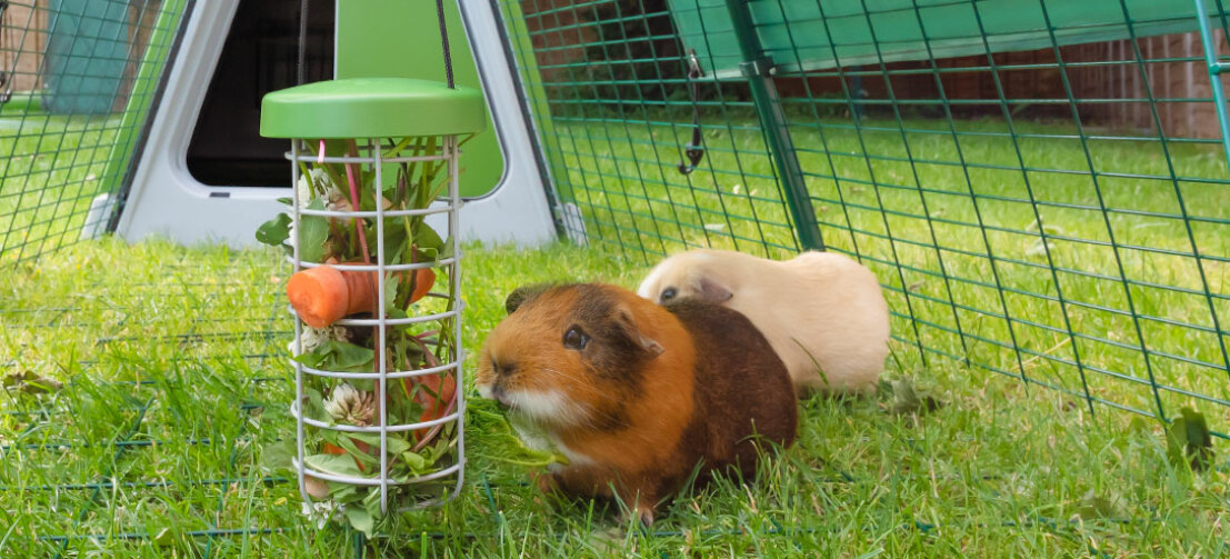 De Caddi feeder voor cavia’s is de ideale manier om uw dieren verse groente en fruit te geven. Ook houdt Caddi voer van de grond en dit is hygiënischer en houdt de ren schoner