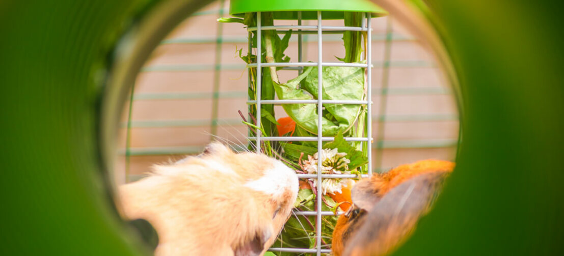 Uw cavia’s zullen dol zijn op de interactieve ervaring die eten uit de Caddi snackhouder biedt