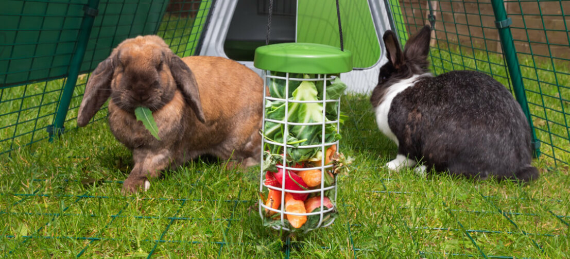 De Caddi snackhouder voor konijnen is een schone en hygiënische manier om uw konijnen te voeren omdat het hun voer van de grond houdt