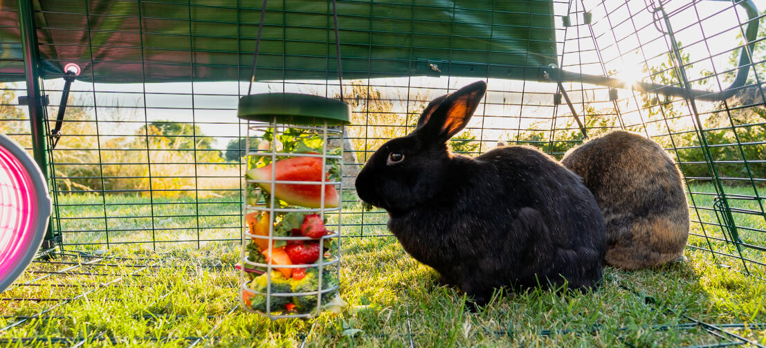 Een zwart konijntje dat bladeren en watermeloenplakjes eet uit een Caddi traktatiehouder die in de ren hangt.