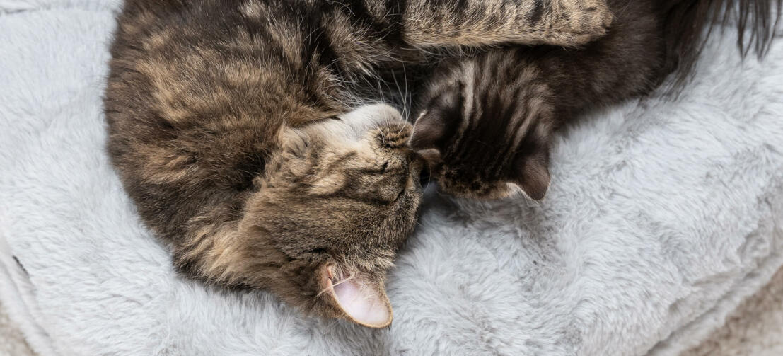 Kat met haar kitten in een luxe zachte donut kattenmand
