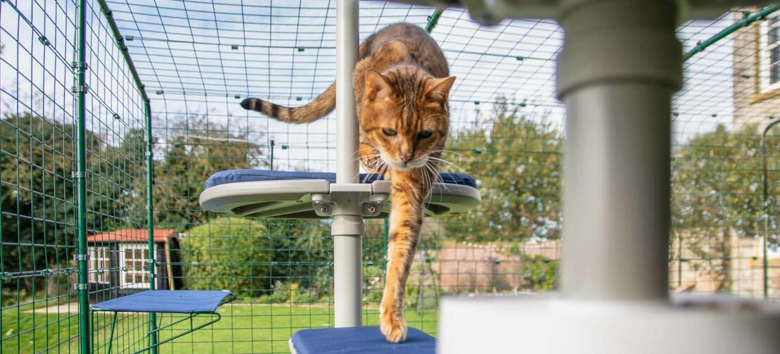 Kat klimt langs de Freestyle buitenkattenboom in een catio in de tuin