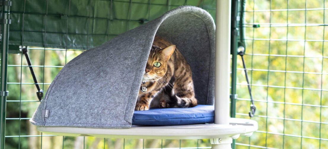 Kat speelt verstoppertje in mandaccessoire voor de outdoor freestyle kattenklimpaal