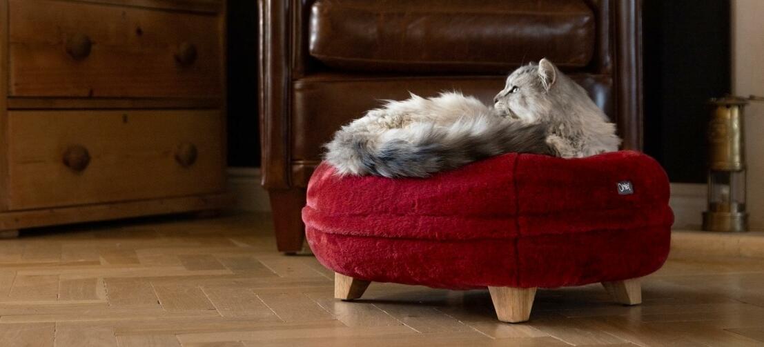 Kat ontspant op het robijnrode zachte donut kattenbed met vierkante houten voetjes