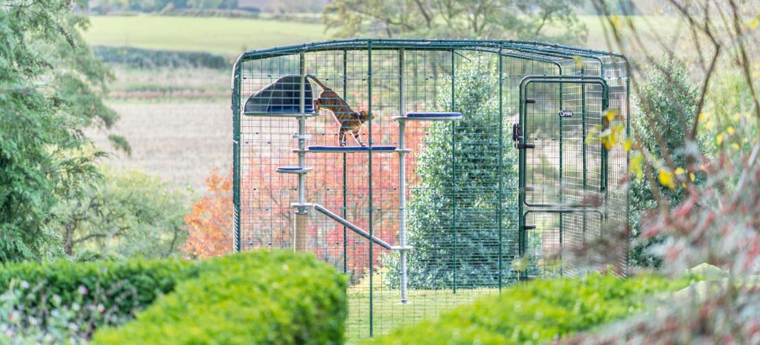 Kat klimmen Freestyle buiten kat boom in Omlet catio buiten in tuin