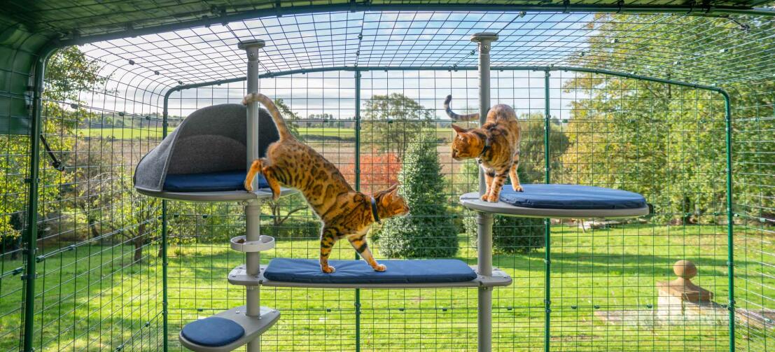 Spelende katten in hun grote grijze kattenboom, een perfecte manier om uw katten een veilige buitenplek te geven om te verkennen