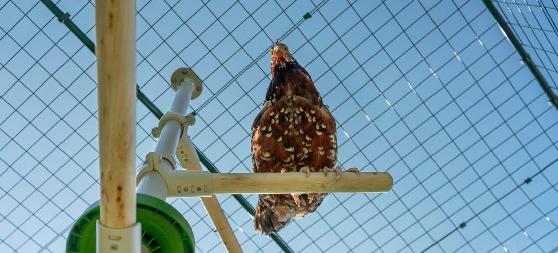 Onder shot van kip neerstrijkt op Omlet Poletree kip entertainment systeem in Omlet walk in chicken run