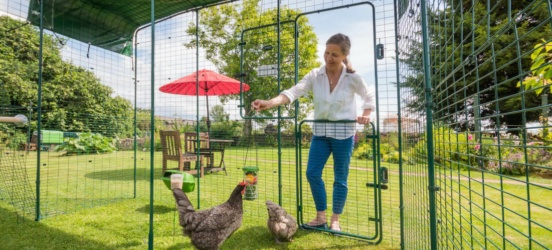 Een dame opent de kippenloopdeur met kippen binnen