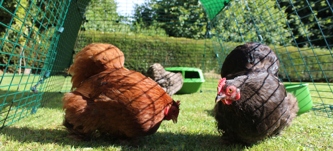 Drie kippen in de Eglu Go ren