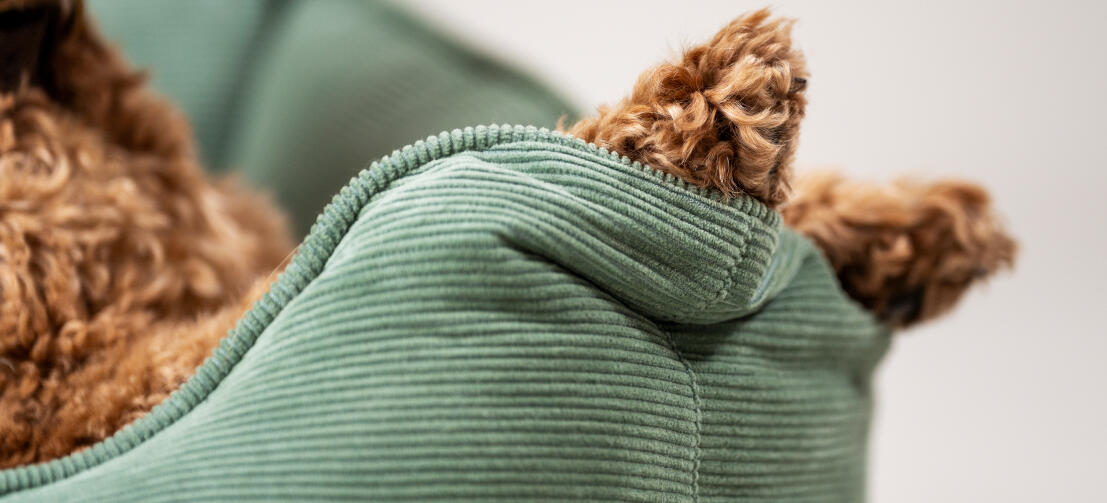 Close up van poten die rusten tegen de zijkant van het ribfluwelen mosnest hondenbed.