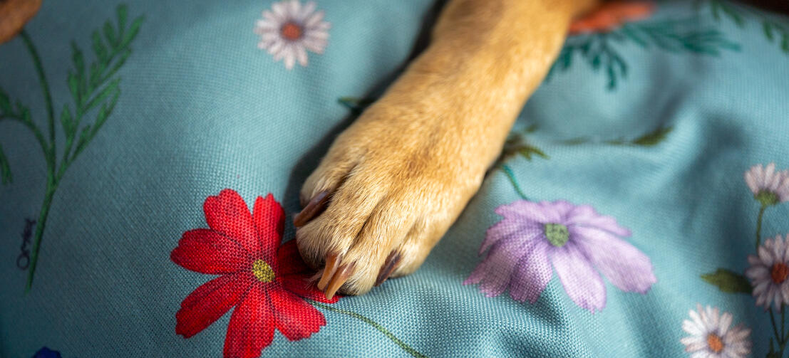 Close-up van een poot op gardenia salie hondenbedprint.