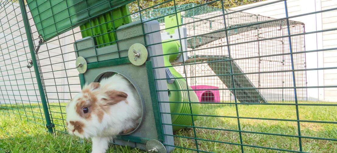 Konijn dat een konijnenren buiten binnengaat vanuit de Zippi konijnentunnel