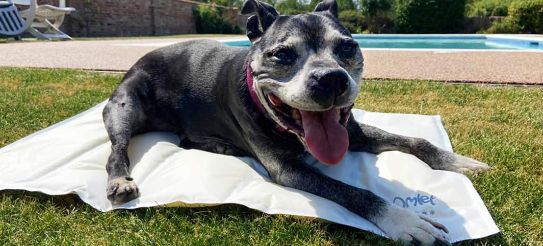 Een gelukkige hond koelt af van de zon op een koelmat