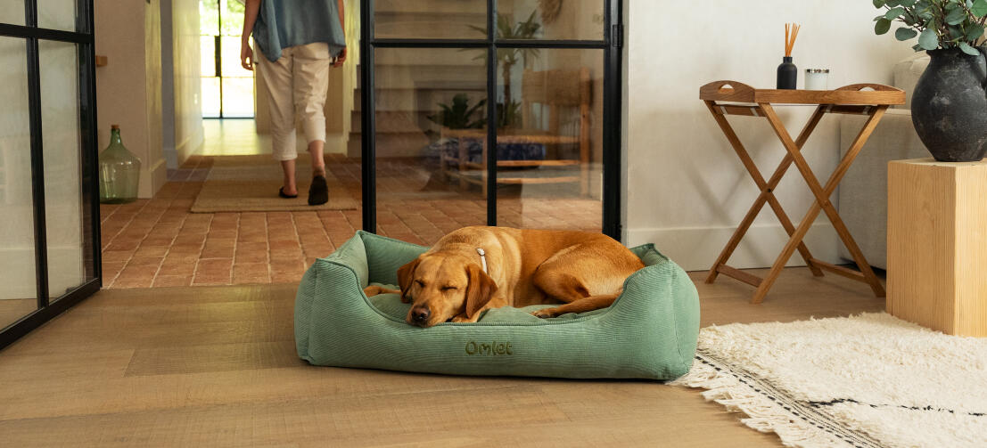 Retriever die slaapt op een groot corduroy mosnest hondenbed.
