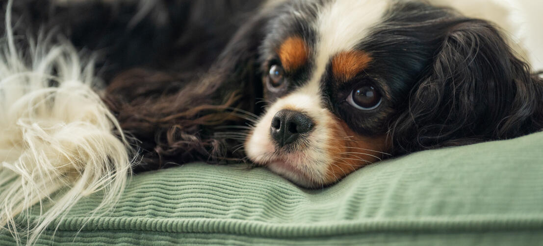 Een hond liggend op het corduroy moskussen hondenbed