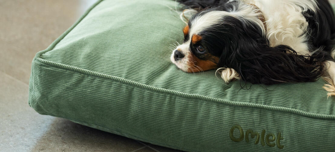 Een hond liggend op het corduroy moskussen hondenbed