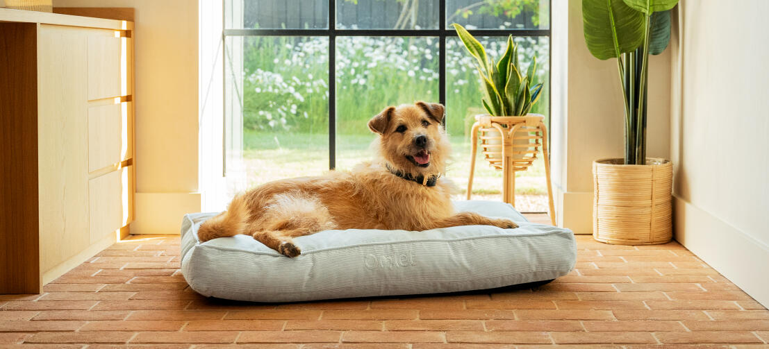 Een hond liggend op het hondenbed met ribfluwelen kiezelkussen
