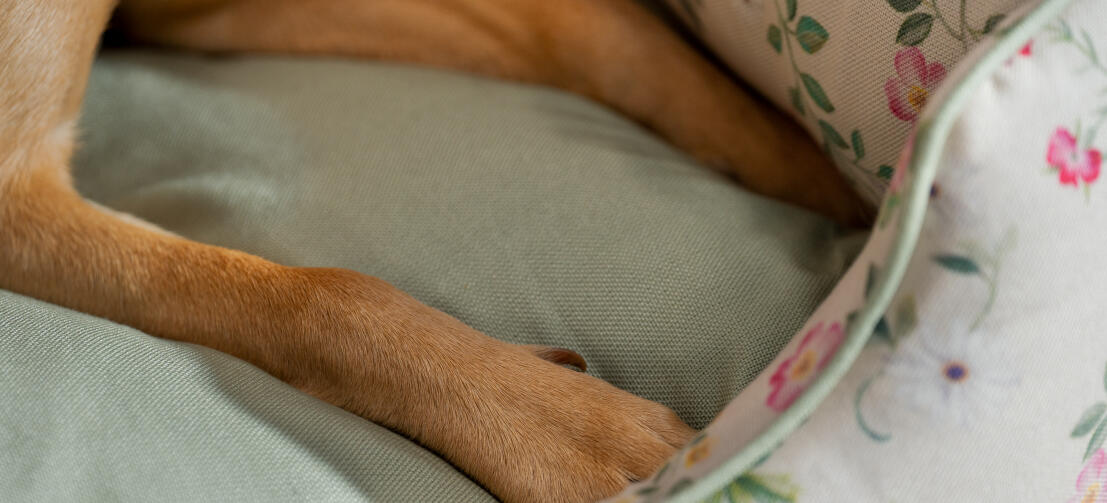 Close-up van een hondenpoot in een comfortabel Omlet nest hondenbed