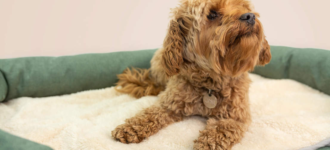Leg het deken in de hondenmand voor extra gezelligheid en warmte tijdens de koudere maanden
