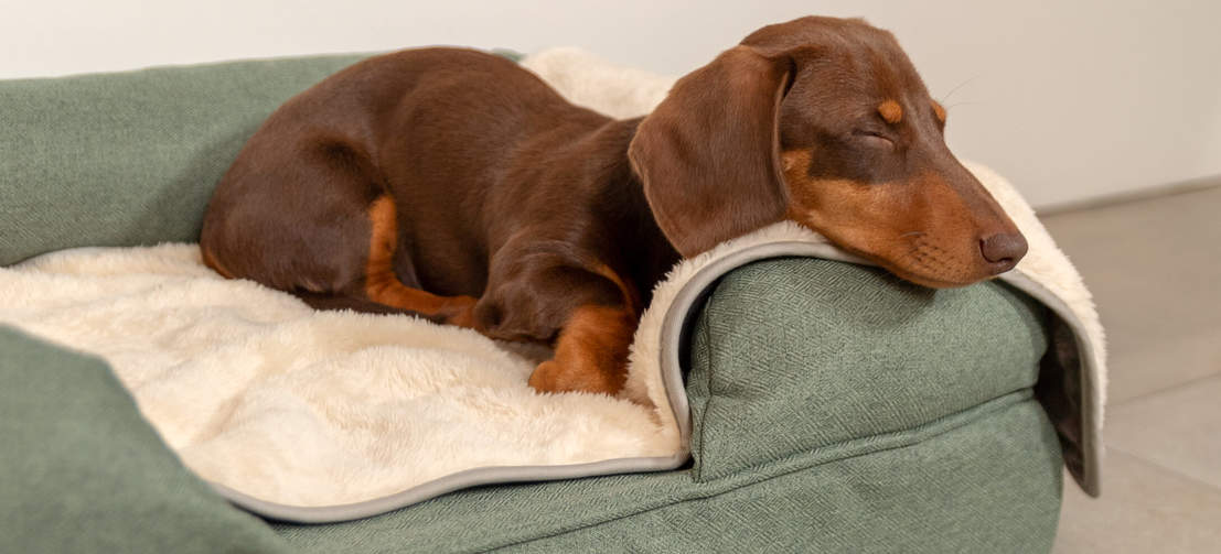 Uw hond zal genieten van een heerlijk ontspannen slaap op dit luxe, superzachte hondendeken
